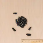 Légumes Secs - Haricot Nain Beurre de Rocquencourt - MEDIA_3D